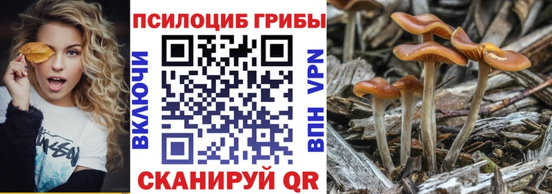 Галлюциногенные грибы Psilocybe  Калтан 